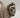 Rolex Datejust 116234 Marc Samuels Jewelers